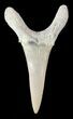 Fossil Sand Shark (Odontaspis) Tooth - Lee Creek, NC #47677-1
